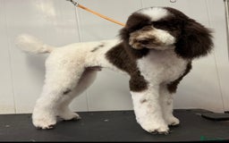 Labradoodle dogs for sale: Therapy breeder 5th gen miniature F1bbbb - Image 5