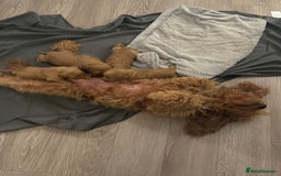 Cockapoo dogs for sale: Cockapoo puppies for sale - Image 9