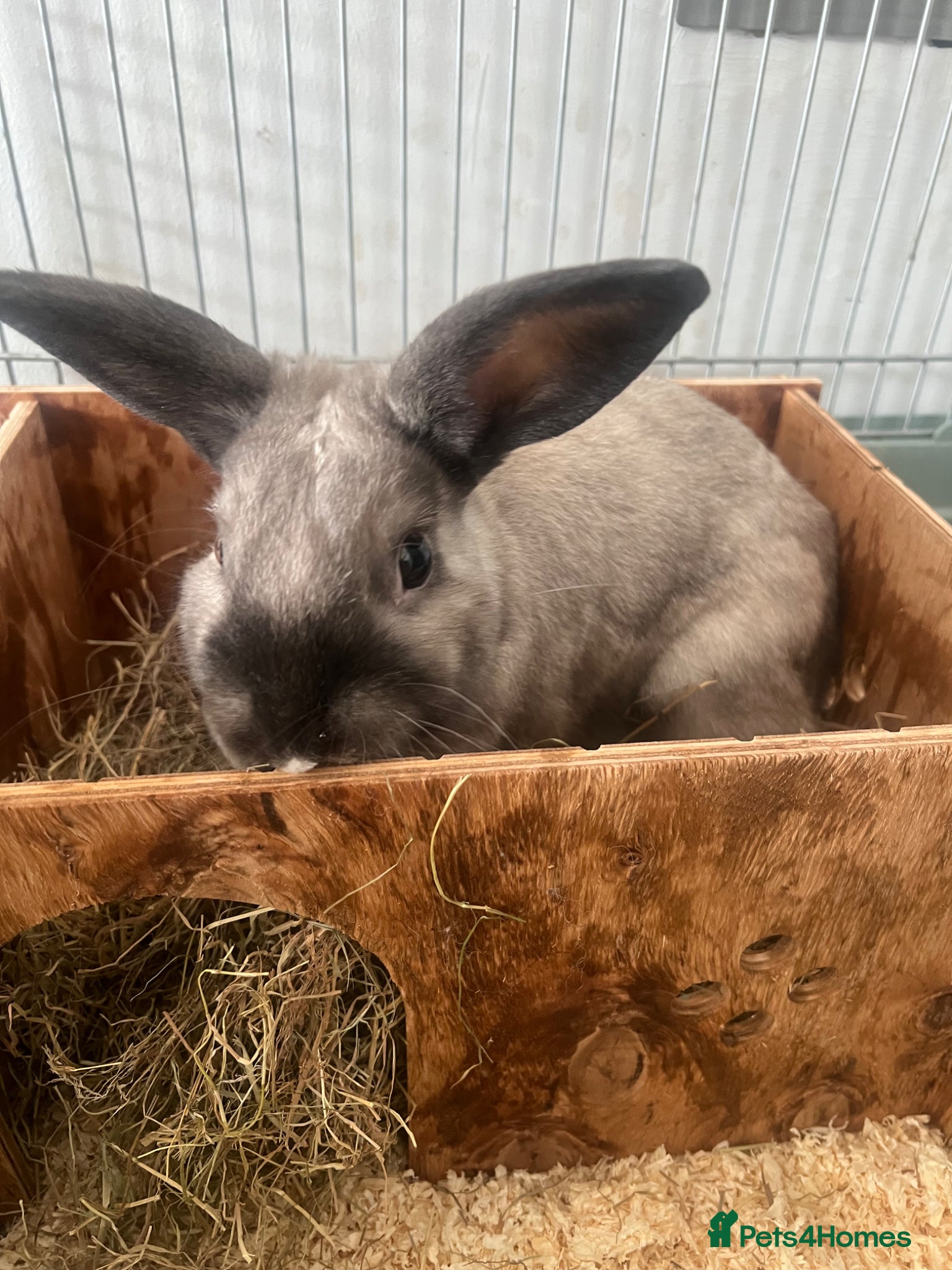 Mixed Breed rabbits for sale: Gorgeous little white and grey male rabbit  - Advert 1