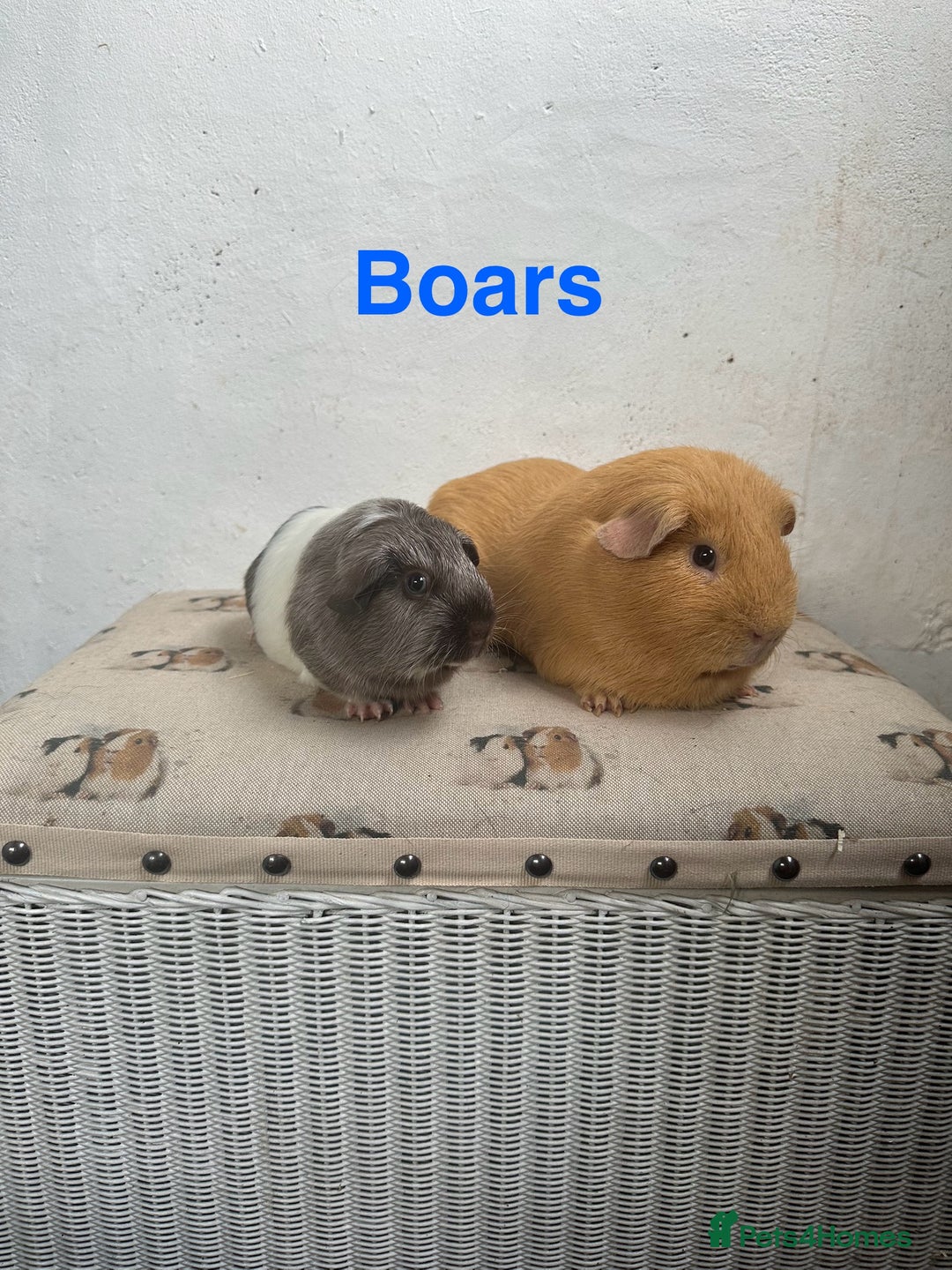 Guinea Pig rodents for sale: Lots of Guinea Pigs Always available!  - Image 4