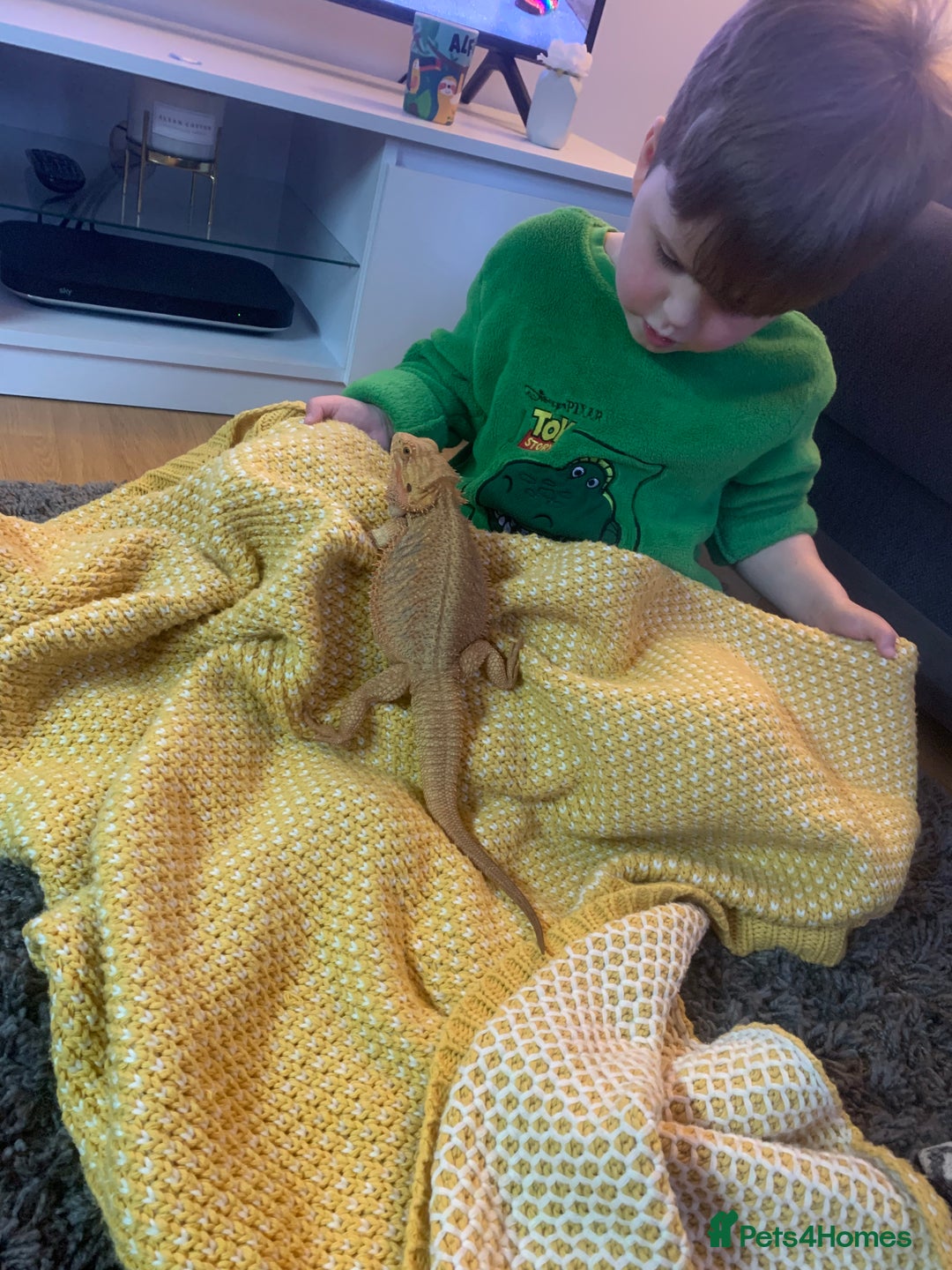 Dragon reptiles for sale: Mia the Beautiful bearded dragon  - Image 24