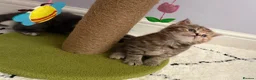 British Shorthair cats for sale: Cutest bsh babies 🤍🦋🤍  - Advert 34