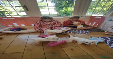 West Highland Terrier dogs - Advert 2