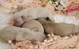 Miniature Dachshund dogs for sale: KC Cream Longhair Miniature Dachshunds - Image 7