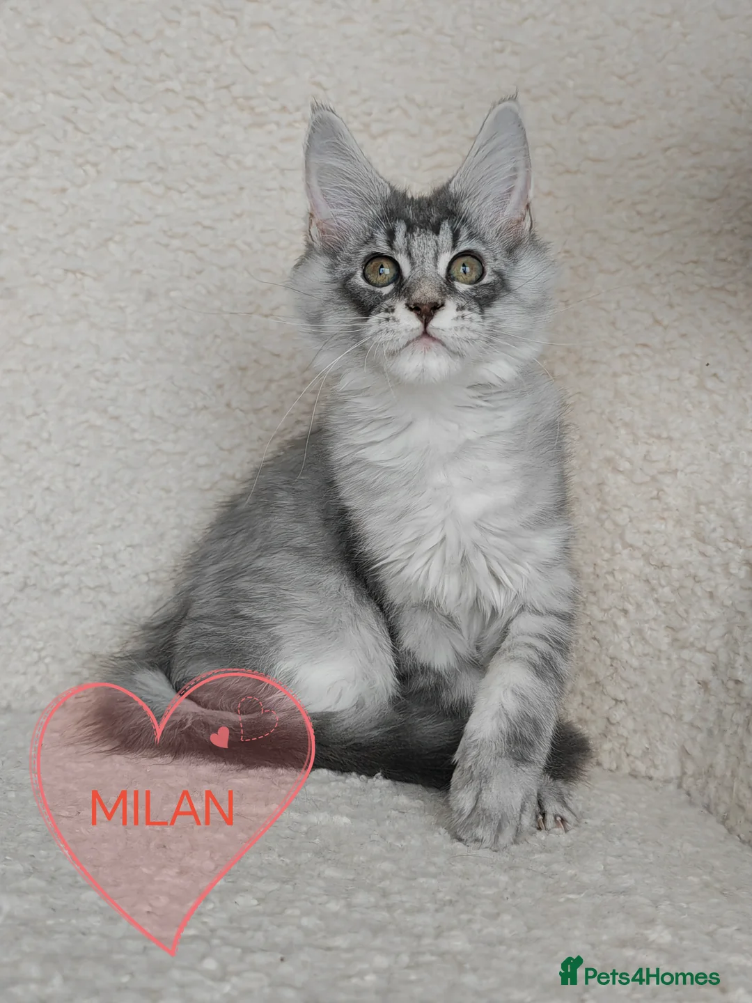 Maine Coon cats for sale: Full pedigree Maine Coon kittens - Advert 4