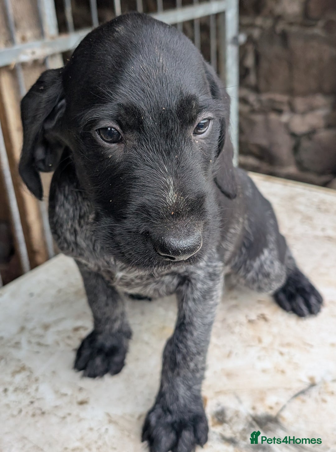 German Wirehaired Pointer dogs for sale: German Wirehaired Pointer Pups - Advert 8