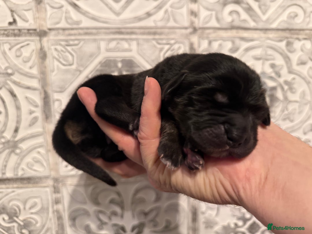 Tibetan Mastiff dogs for sale: Tibetan Mastiff Gentle Giants Champion Bloodlines  - Advert 8