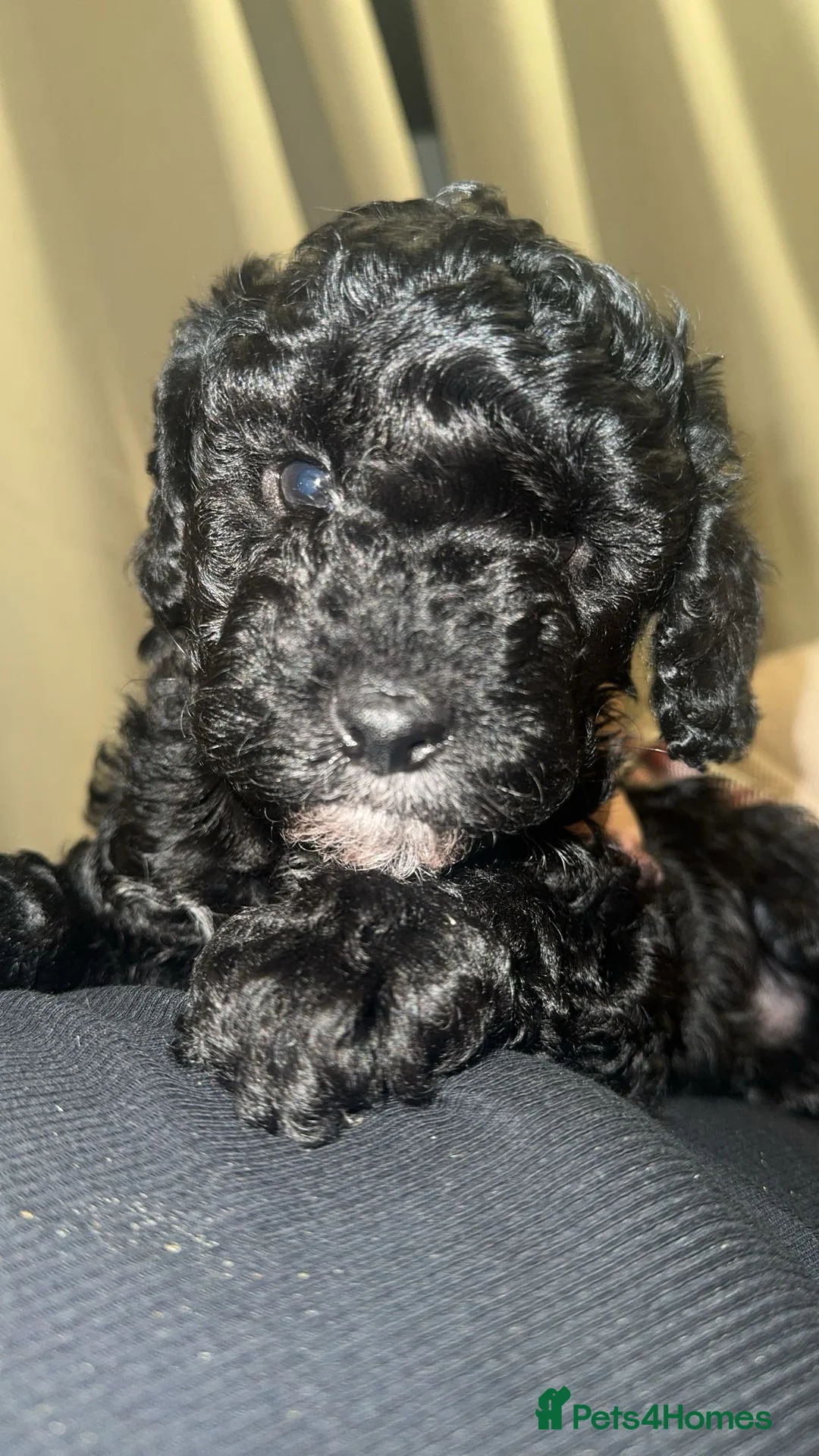 Cockapoo dogs for sale: Cockapoo puppy’s  - Advert 9