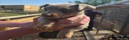 Jack Russell dogs for sale: Miniature Jack Russell puppies  - Advert 3