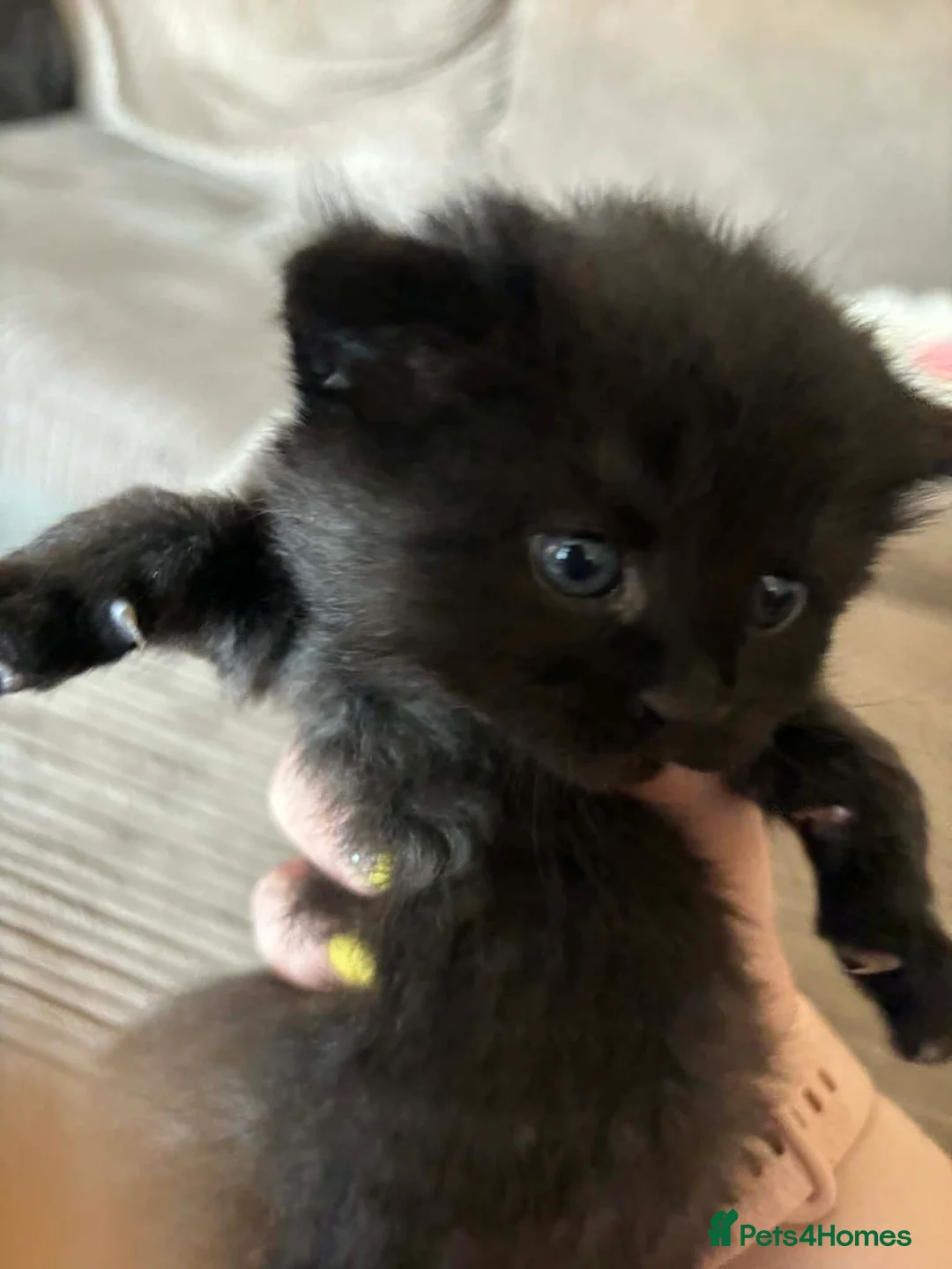 Mixed Breed cats for sale: Black fluffy kittens  - Advert 2