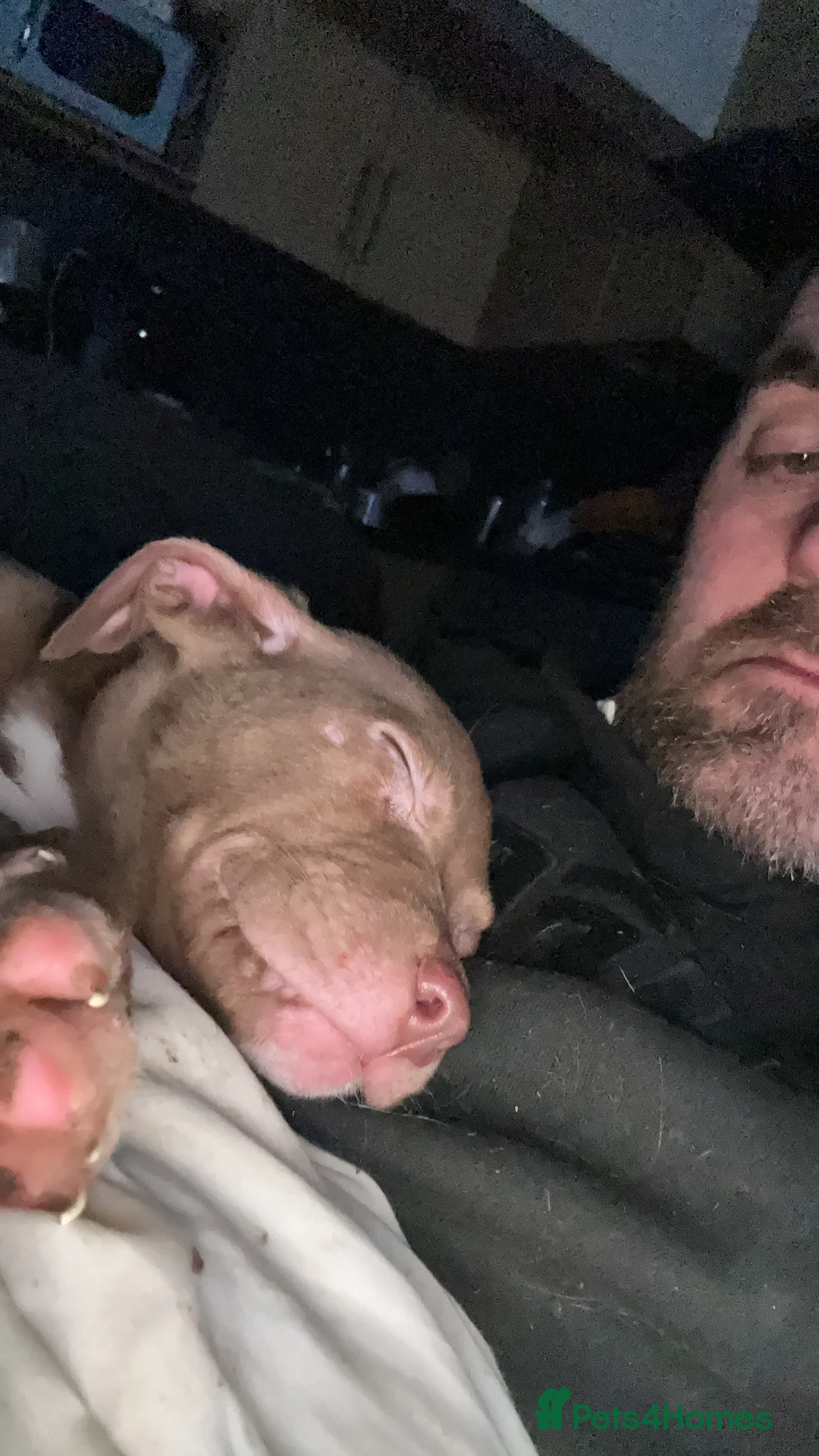 Staffordshire Bull Terrier dogs for sale: Puppies for sale - Advert 3