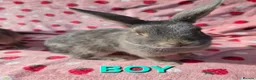 Mixed Breed reptiles for sale: very tame Blue fawn plush mini lop bunnies 4 left - Advert 5