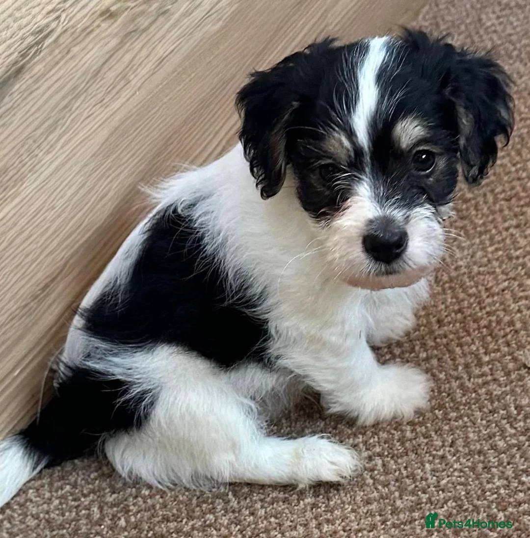Jack Russell dogs for sale: Traditional short-legged Jack Russell puppy’s!  - Advert 27