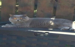 British Shorthair cats for stud: 💙 Rare cinnamon fawn blue studs East Midlands 💙 in Derby - Image 2
