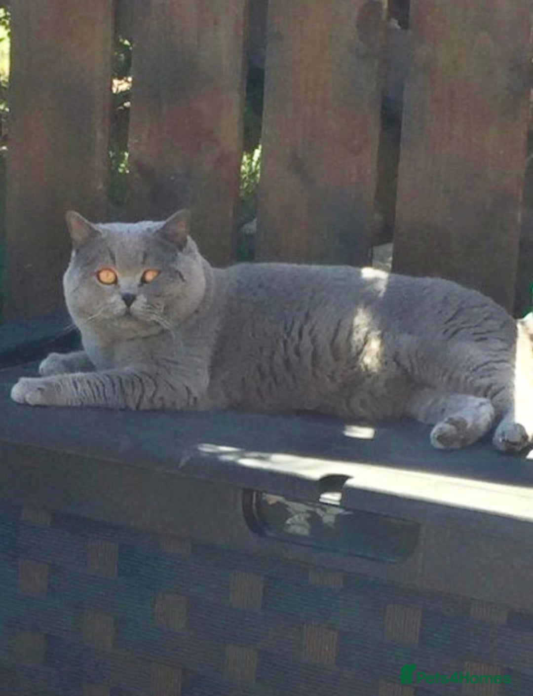 British Shorthair cats for stud: 💙 Rare cinnamon fawn blue studs East Midlands 💙 in Derby - Image 2