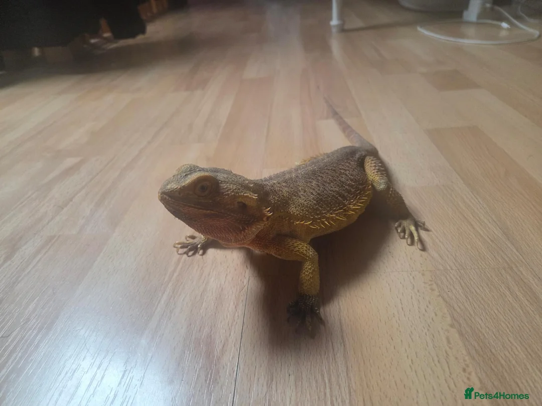 Bearded Dragon reptiles for sale: Red bearded dragon with viv in Tonbridge - Advert 1