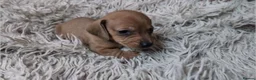 Miniature Dachshund dogs for sale: Mini Dachshund Puppies KC Ready start of March 🐾 - Advert 24