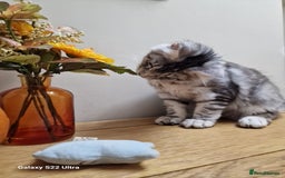Maine Coon cats for sale: 🍁🍂Good females🏡🎯📣 - Image 6