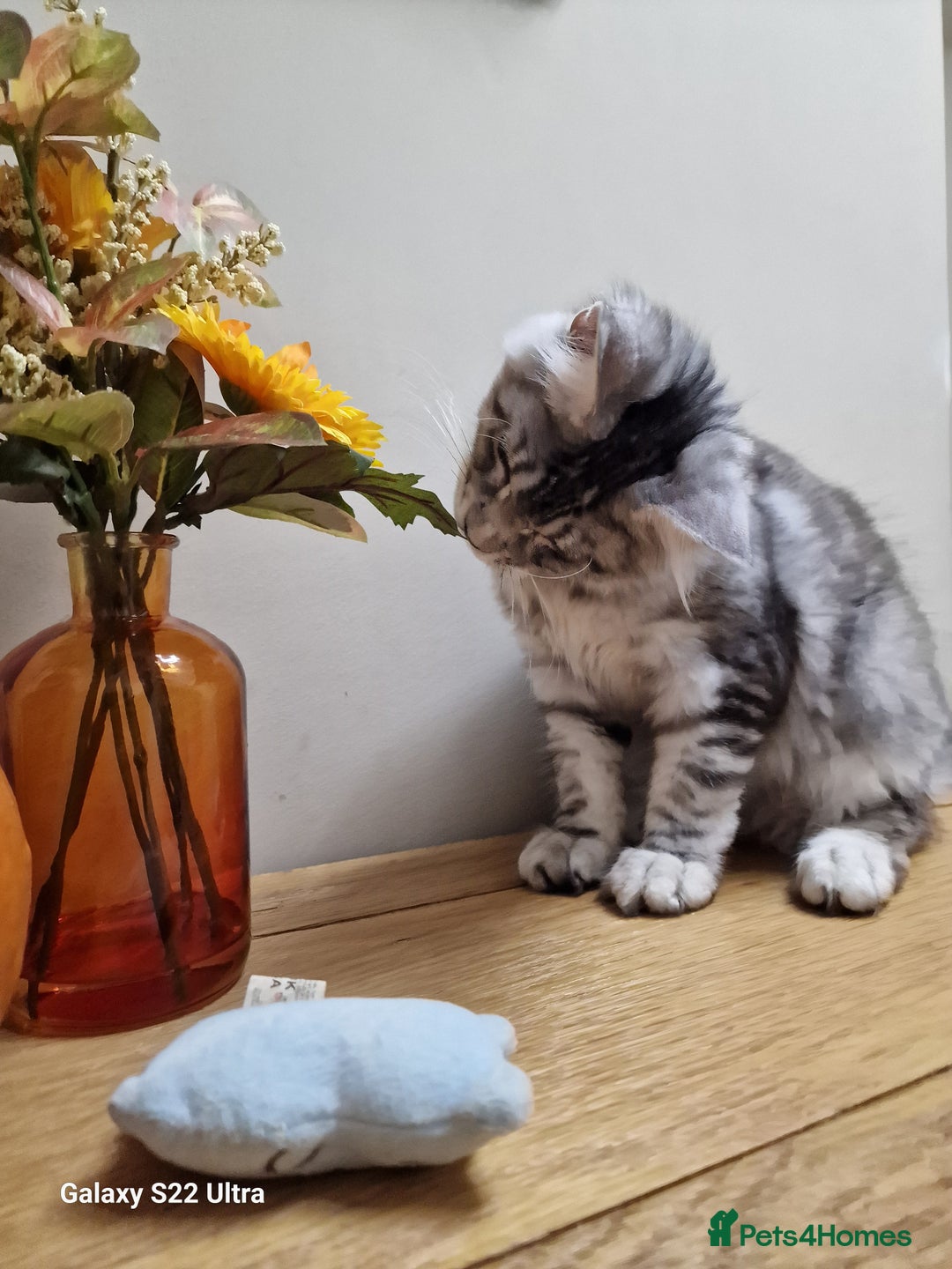 Maine Coon cats for sale: 🍁🍂Good females🏡🎯📣 - Image 6