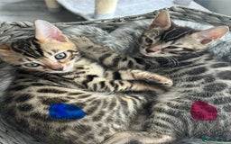 Bengal cats for sale: 🐾 Kittens Looking for a Loving Home! 🐾 - Image 13