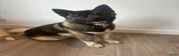 Akita dogs for sale: Sweet and Handsome American Akita Boy - Advert 1