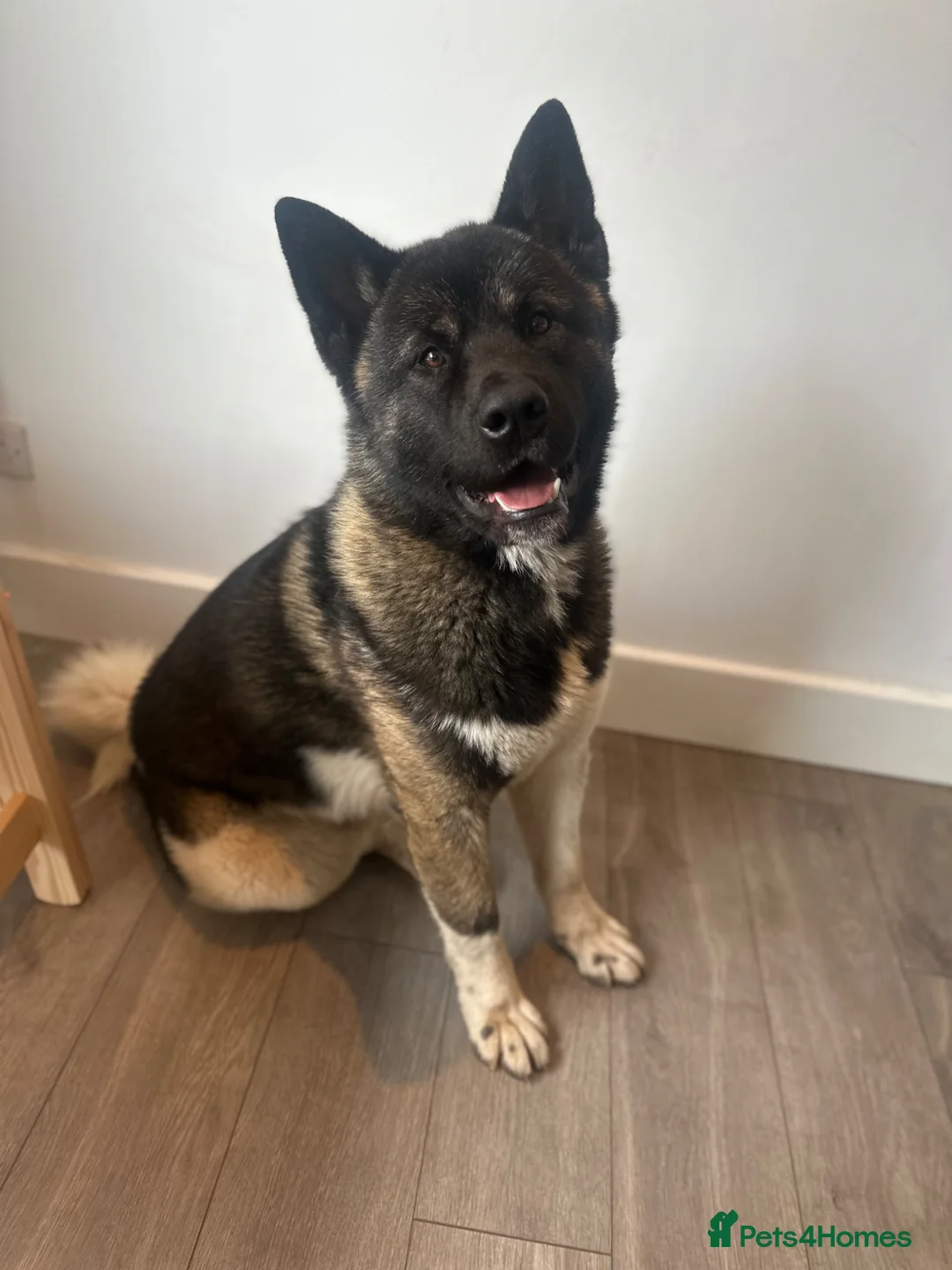Akita dogs for sale: Sweet and Handsome American Akita Boy - Advert 1