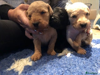 Labradoodle dogs - Advert 2