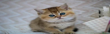British Shorthair Kitten 1