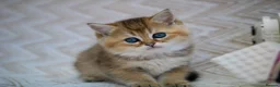 British Shorthair cats for sale: 💙British shorthair kittens available  - Advert 3