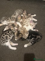 Mixed Breed cats 5 beautiful kittens - Advert 5