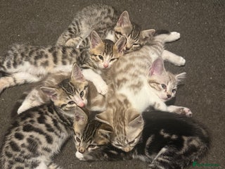 Mixed Breed cats 5 beautiful kittens - Advert 1