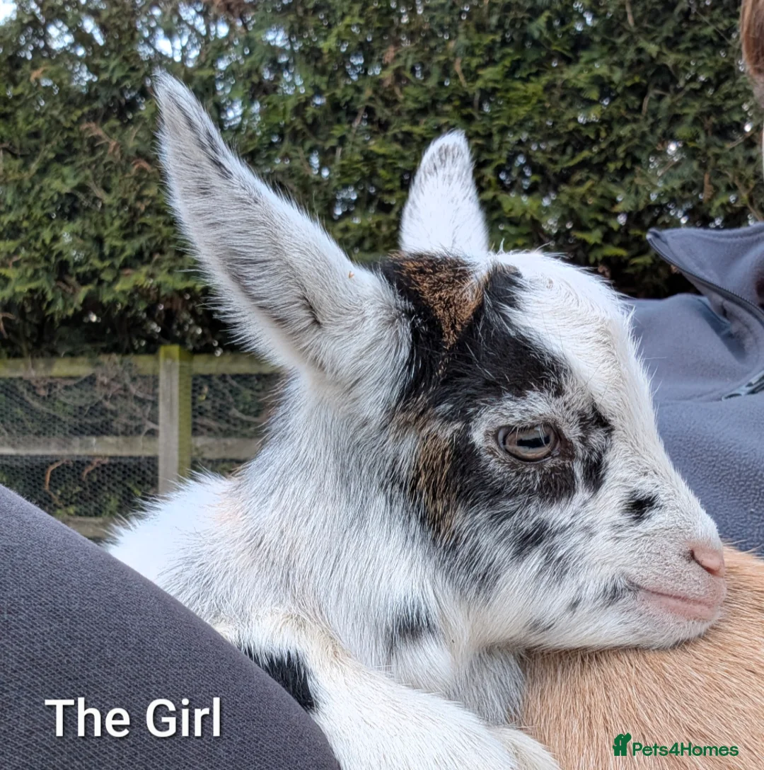 Goats livestock for sale: Pygmy Goats for sale  in Salisbury - Advert 6