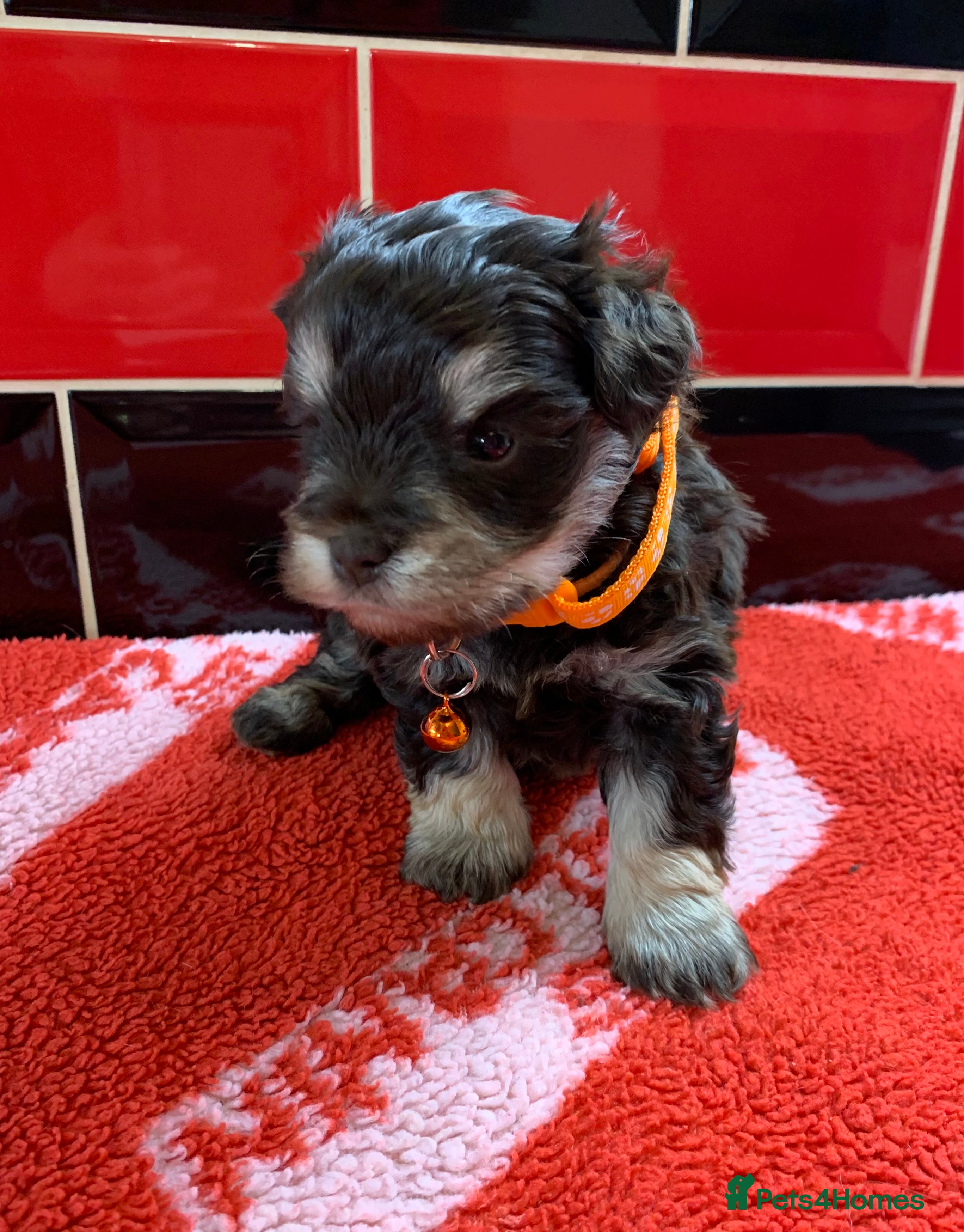 Miniature Schnauzer dogs 5* LICENSED KC MINI/TOY CHOCOLATE SCHNAUZERS 2 - Advert 2