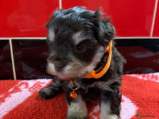 Miniature Schnauzer dogs 5* LICENSED KC MINI/TOY CHOCOLATE SCHNAUZERS 2 - Advert 2