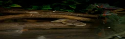 Python Snake reptiles for sale: BEL Python looking for a new home in Gloucester - Advert 3
