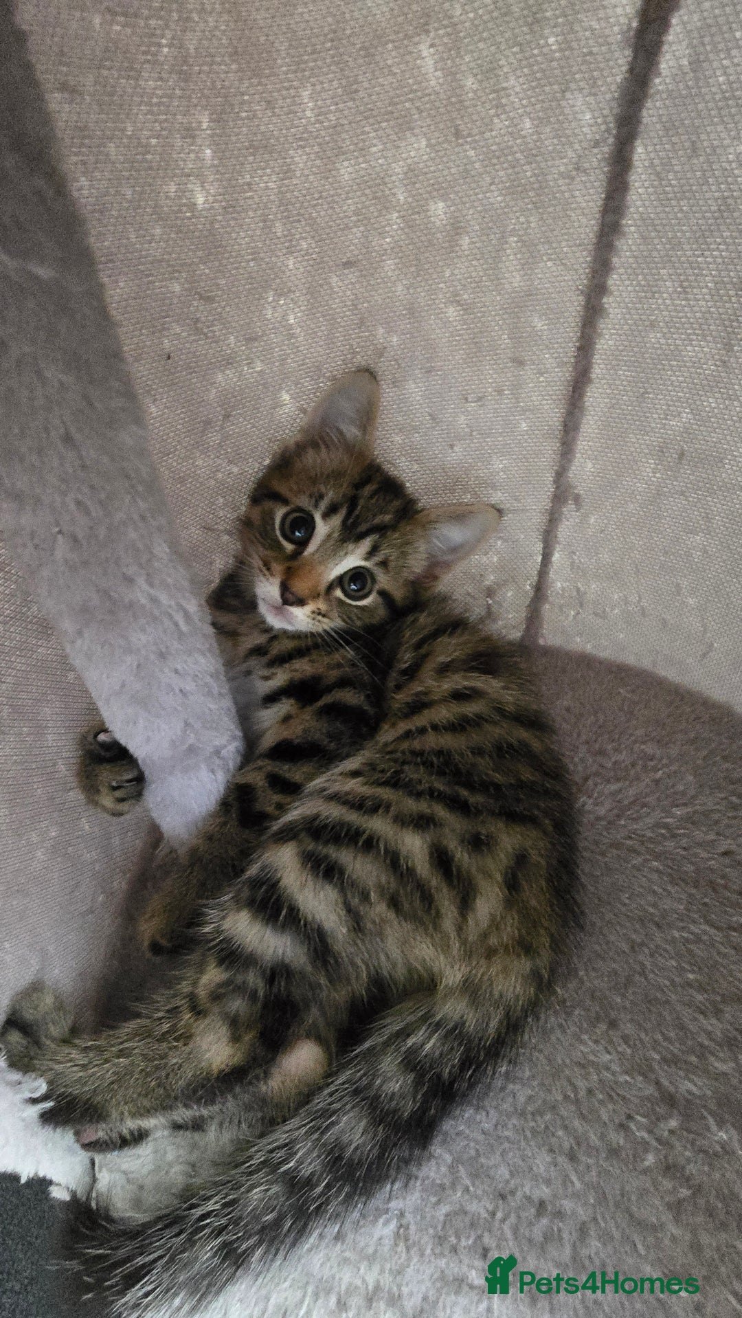 Mixed Breed cats for sale: 5 Kittens for sale - Image 31