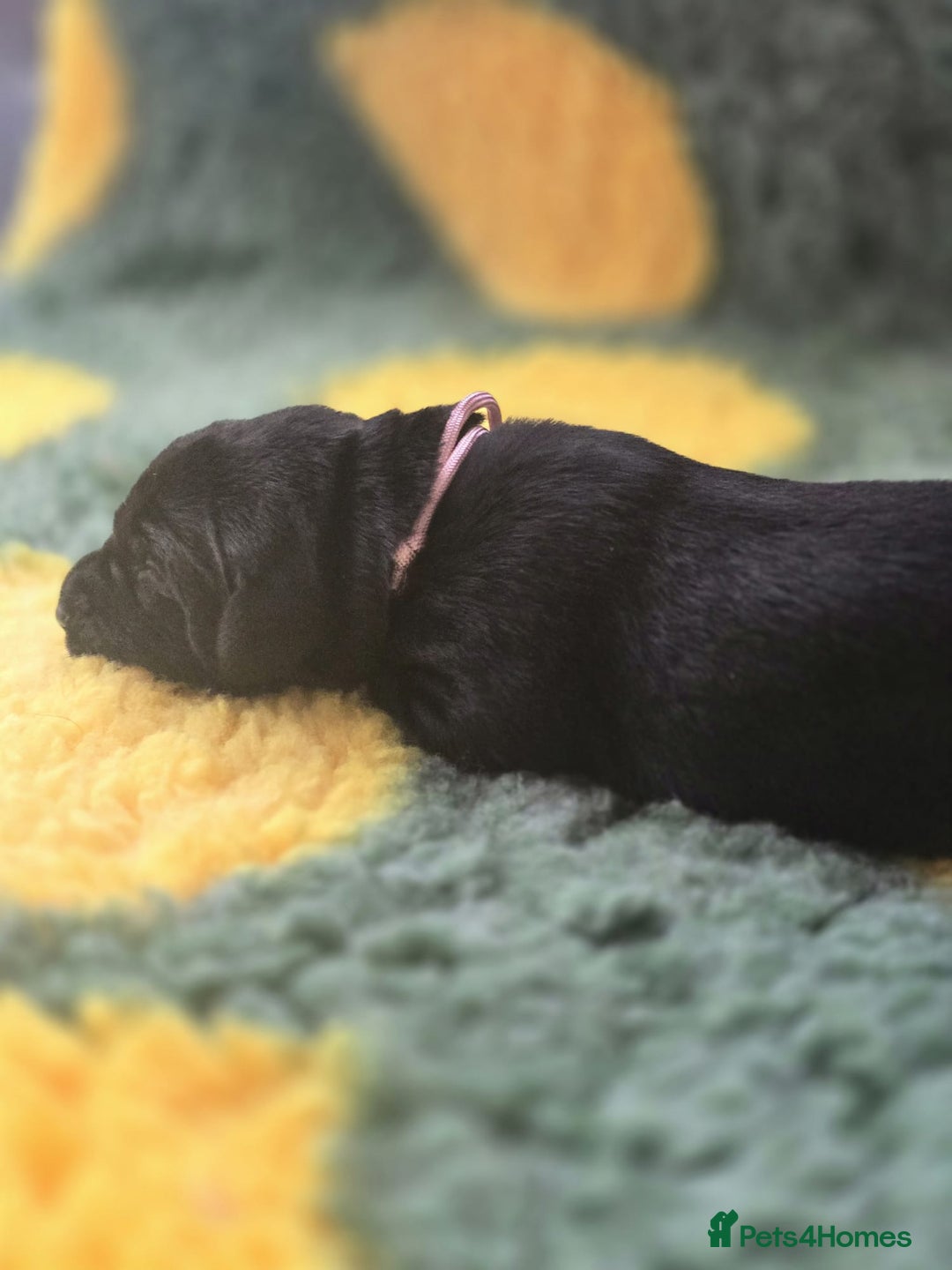 Labrador Retriever dogs for sale: KC Registered Labrador Puppies. - Advert 28