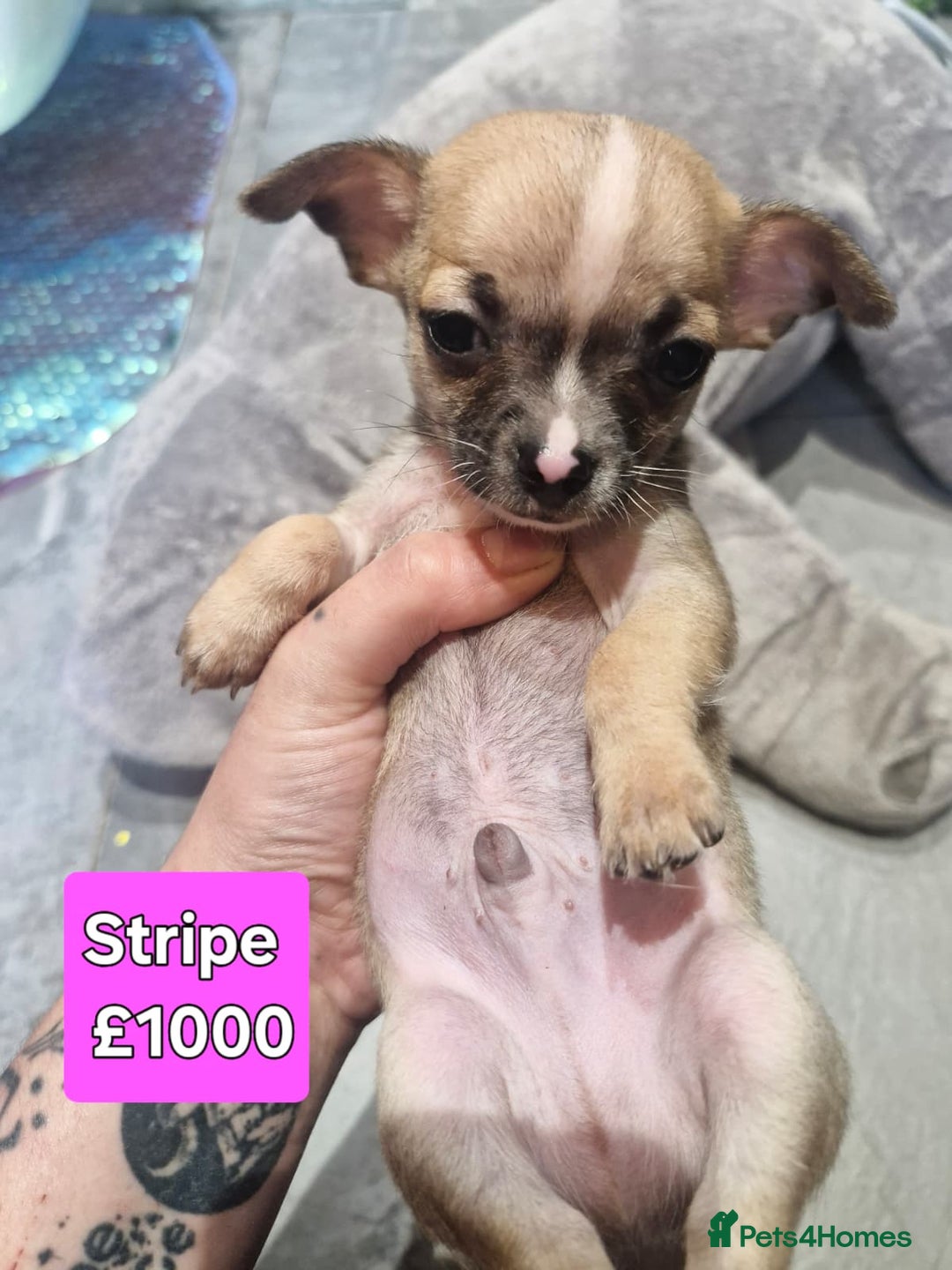 Chihuahua dogs for sale: Chihuahua pups for sale - Image 4