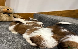 Shih Tzu dogs for sale: Summer Shihtzu Puppies - Image 21