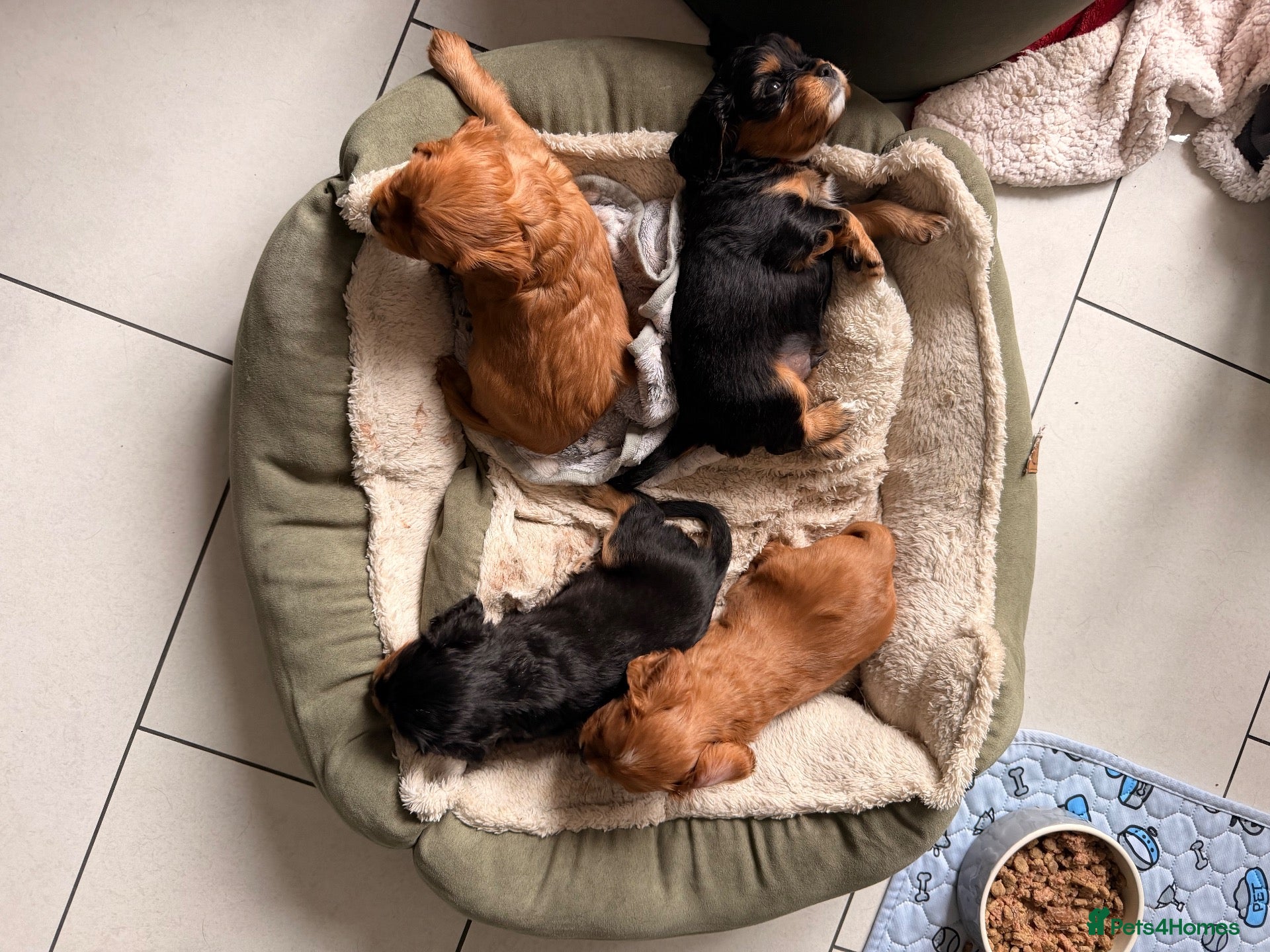 Cavapoochon dogs Cavalier King Charles Spaniel / Cavapooshon pups - Advert 2
