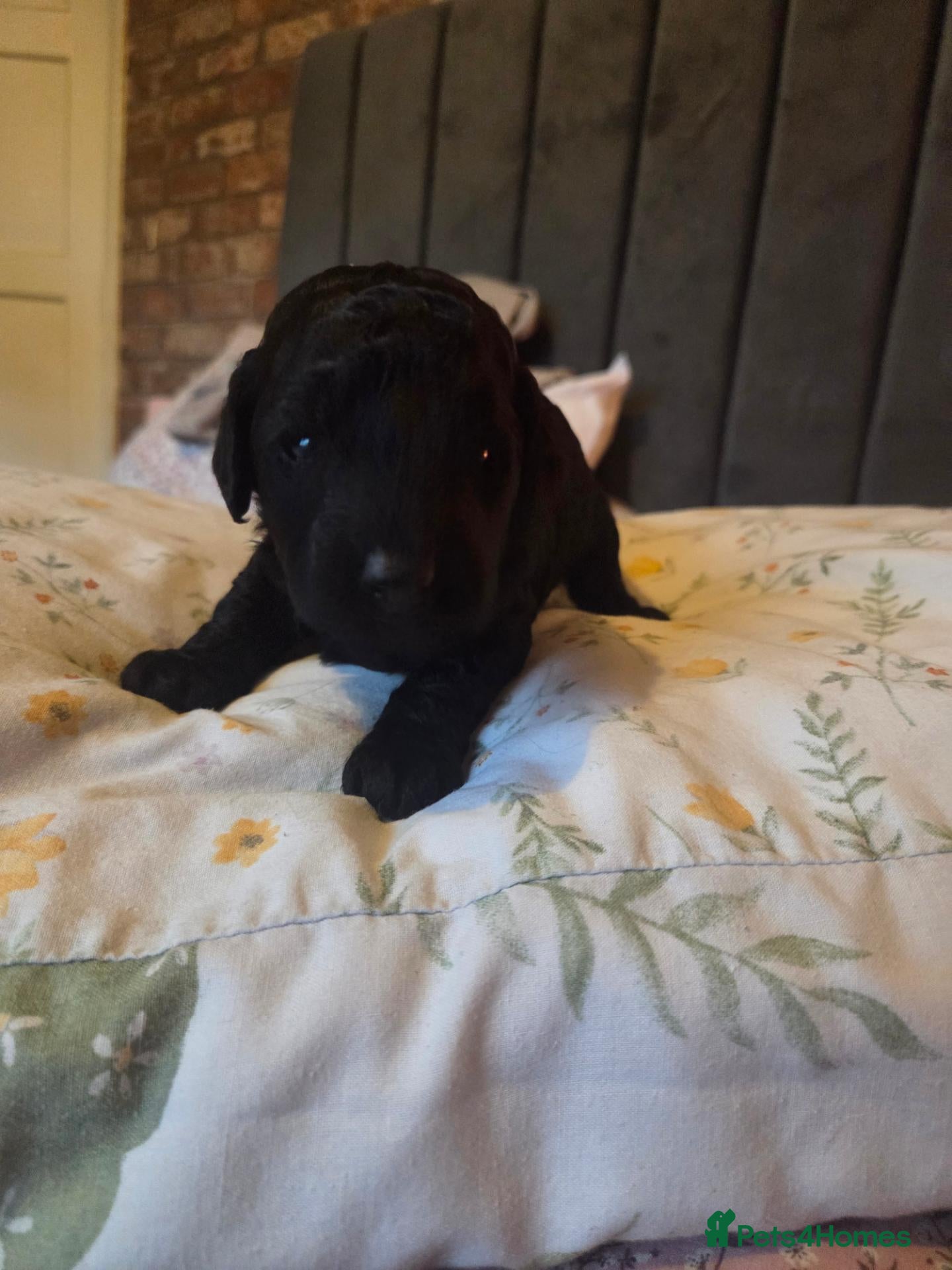 Toy Poodle dogs *JUST 1 PUP LEFT* Beautiful KC Toy Poodle Puppies - Advert 1