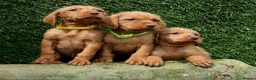 Hungarian Vizsla dogs for sale: Hungarian Wirehaired Vizsla Puppies - Advert 8