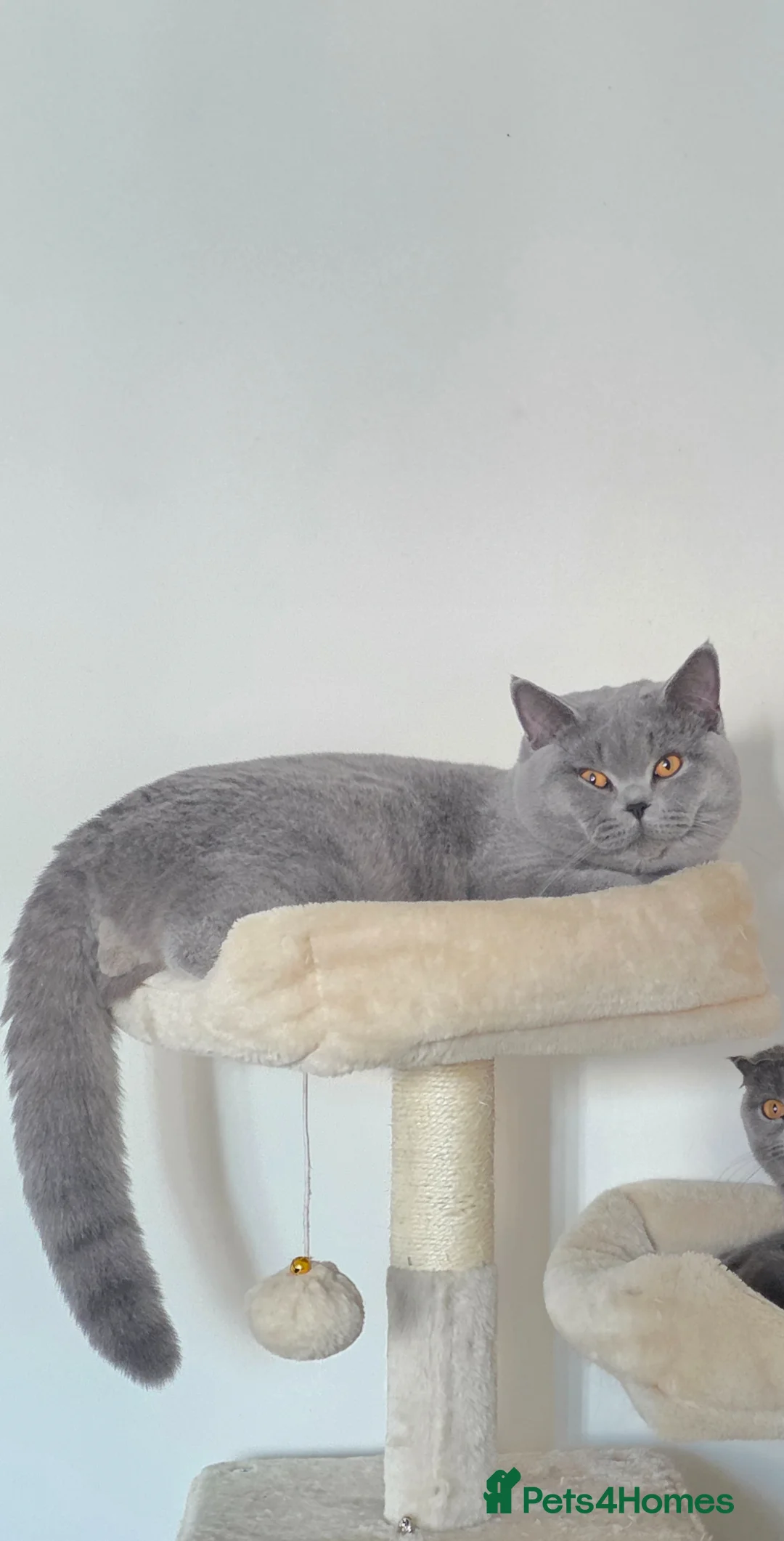 British Shorthair cats for sale: Beautiful lilac British shorthair x scottish fold  - Advert 3