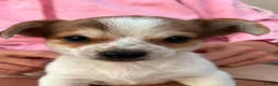 Mixed Breed dogs for sale: JackShitawowas in Poole - Advert 5
