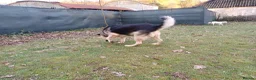 Mixed Breed dogs for adoption: Really… does nobody want to give me a chance? 💔🐶 - Advert 4
