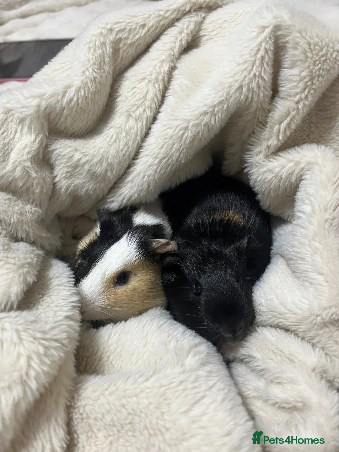 Guinea Pig rodents for sale: 2 x female guinea pigs cage and accessories in Burnham-on-Sea - Advert 2