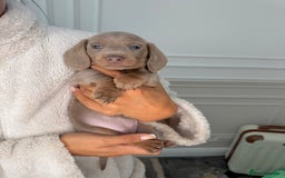 Miniature Dachshund dogs for sale: Unbelievable Miniature dachshund puppies  in Sheffield - Image 5