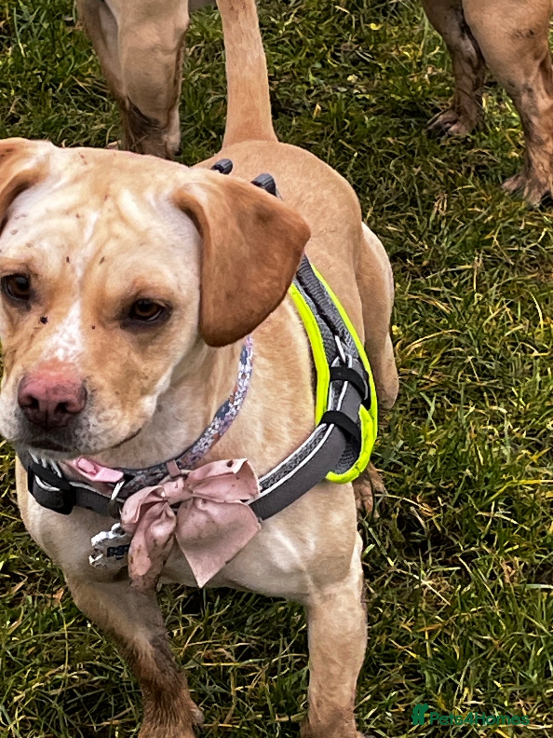 Mixed Breed dogs for sale: Bonnie  - Image 4