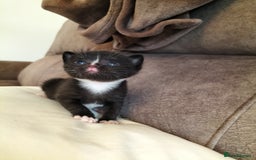 Mixed Breed cats for sale: Two Black kittens from family home - Image 2