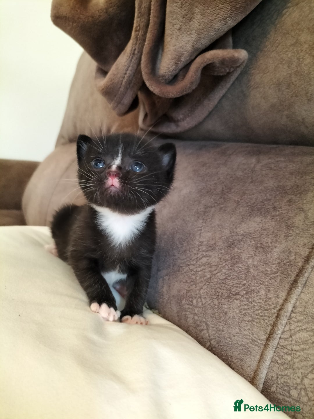 Mixed Breed cats for sale: Two Black kittens from family home - Image 2